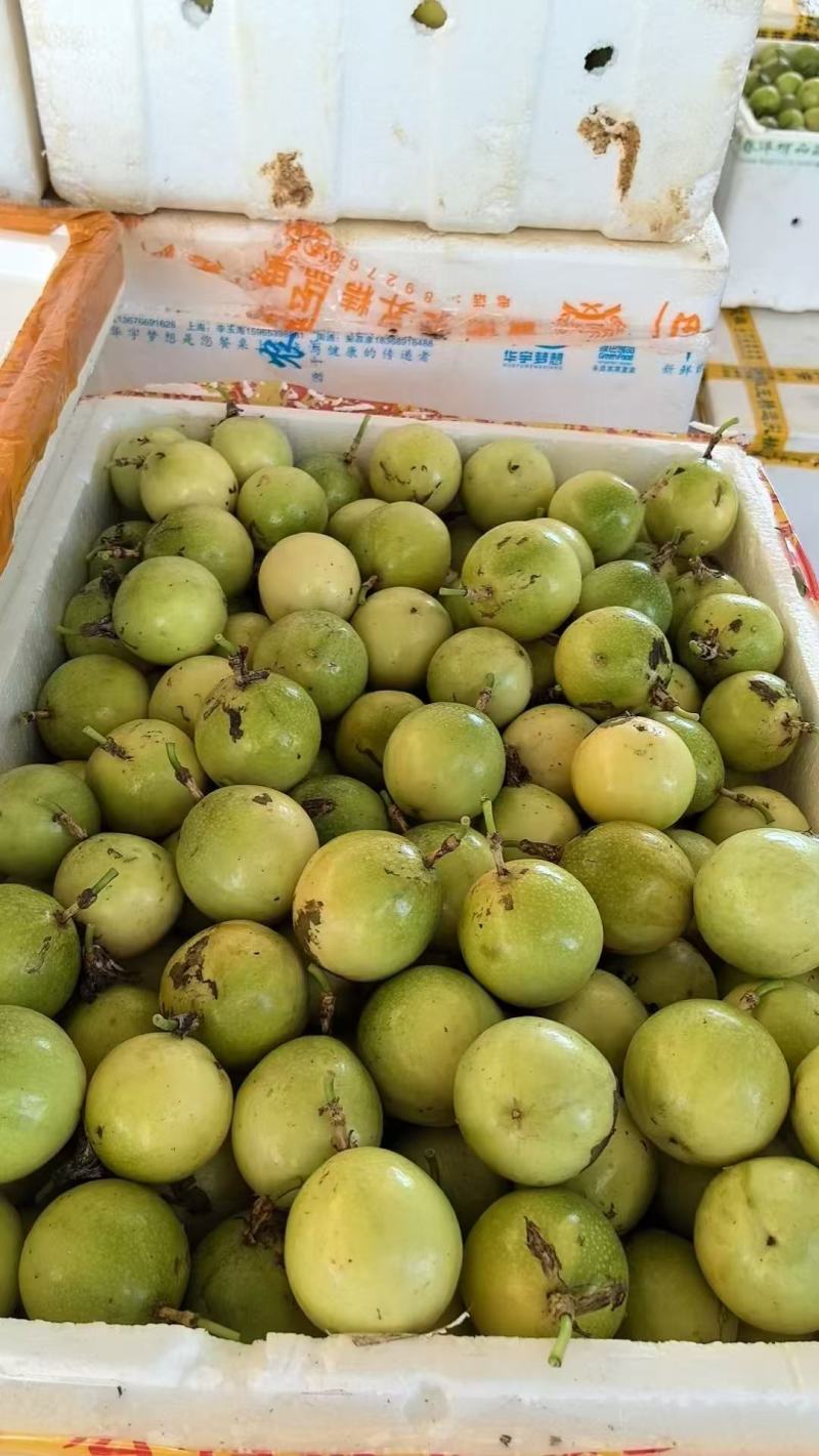 百香果钦蜜9号产地直发价格优惠欢迎致电