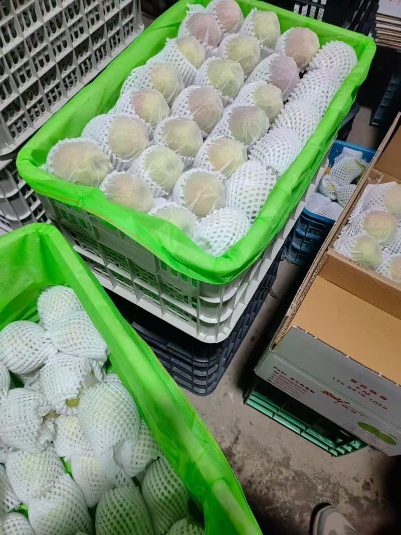 库尔勒香梨，批发，代办，对接一件代发，电商，市场，欢迎联