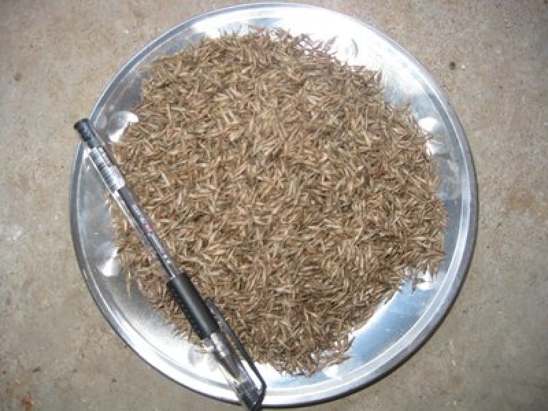狼尾草种子