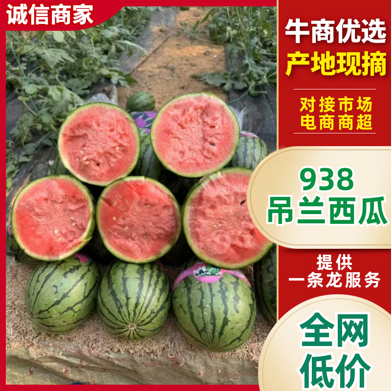 【实力】陕西吊兰西瓜938吊兰西瓜一手货源价格美丽