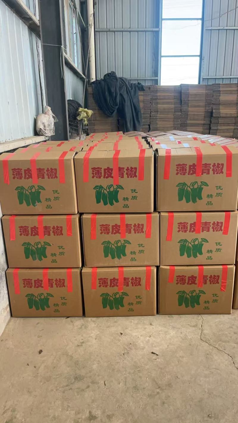 安徽芜湖椒辣椒品类齐全品质保障产地直发可对接全国客商