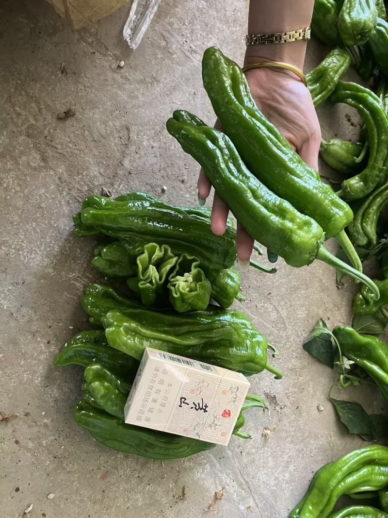 【实力推荐】芜湖椒辣椒新鲜直发薄皮椒品质保障可对接全