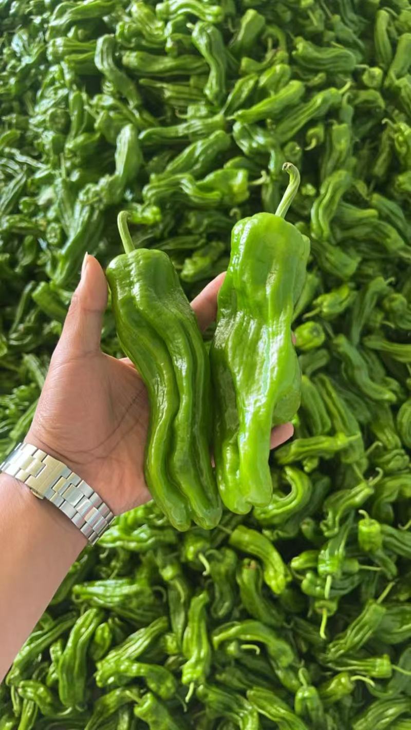 【实力推荐】芜湖椒辣椒新鲜直发薄皮椒品质保障可对接全