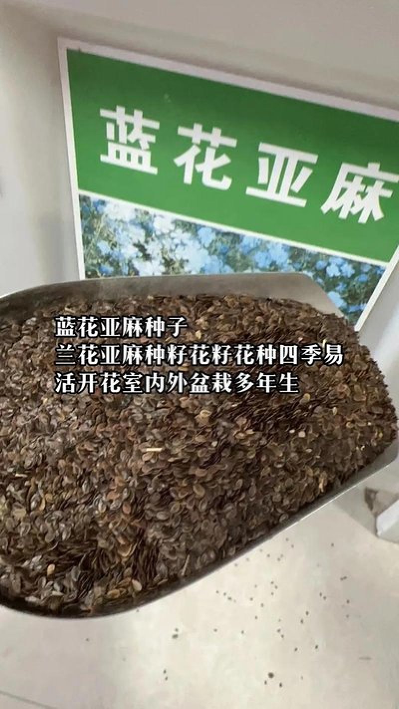 蓝花亚麻种子