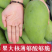 【芒果】纯甜大青芒皮薄肉厚承接电商商超一件代发等