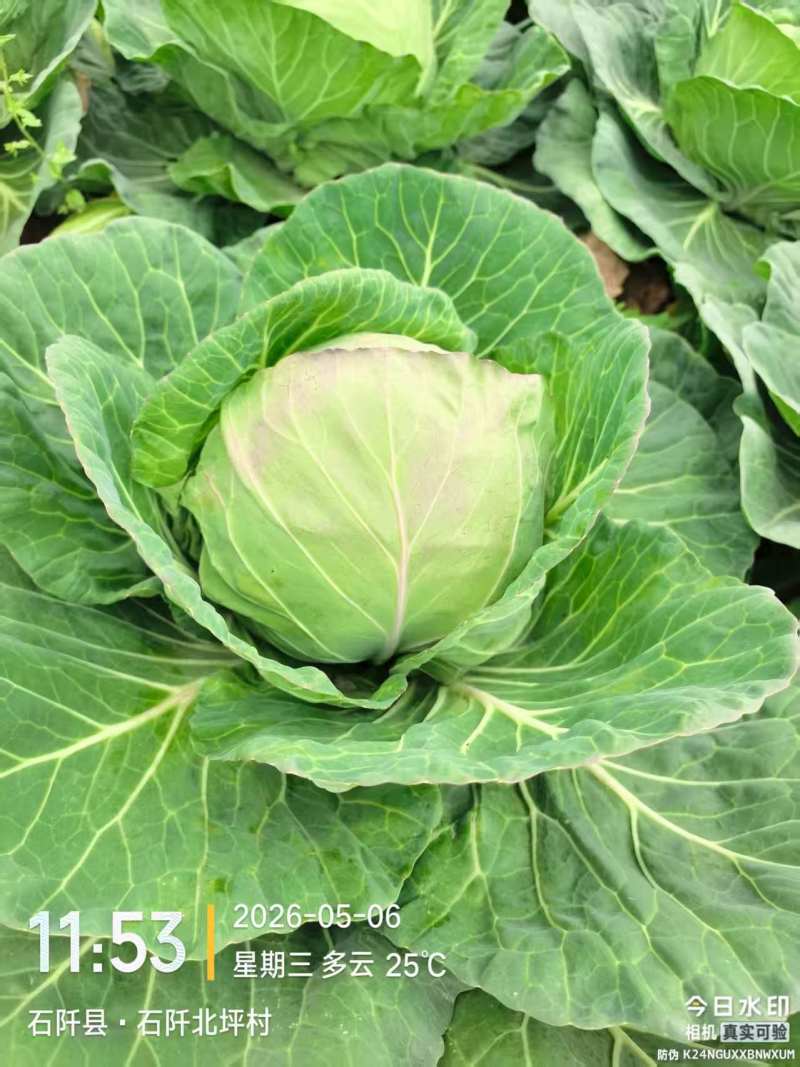 甘蓝圆包菜大量现货供应，规格齐全，可视频看货价格可谈