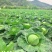 甘蓝圆包菜大量现货供应，规格齐全，可视频看货价格可谈