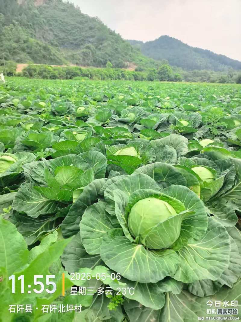 甘蓝圆包菜大量现货供应，规格齐全，可视频看货价格可谈