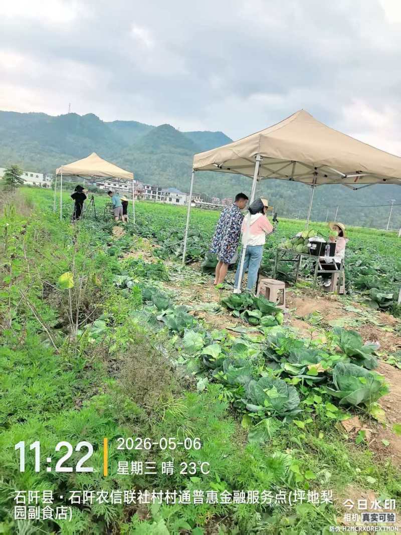 甘蓝圆包菜大量现货供应，规格齐全，可视频看货价格可谈