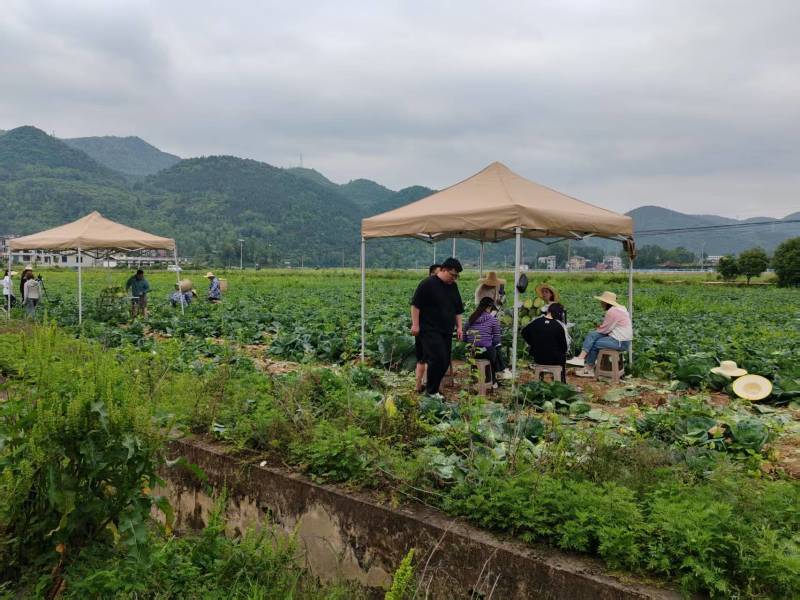 甘蓝圆包菜大量现货供应，规格齐全，可视频看货价格可谈