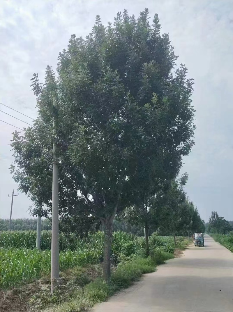 安徽精品白蜡树品质保证量大价优欢迎来电洽谈合作