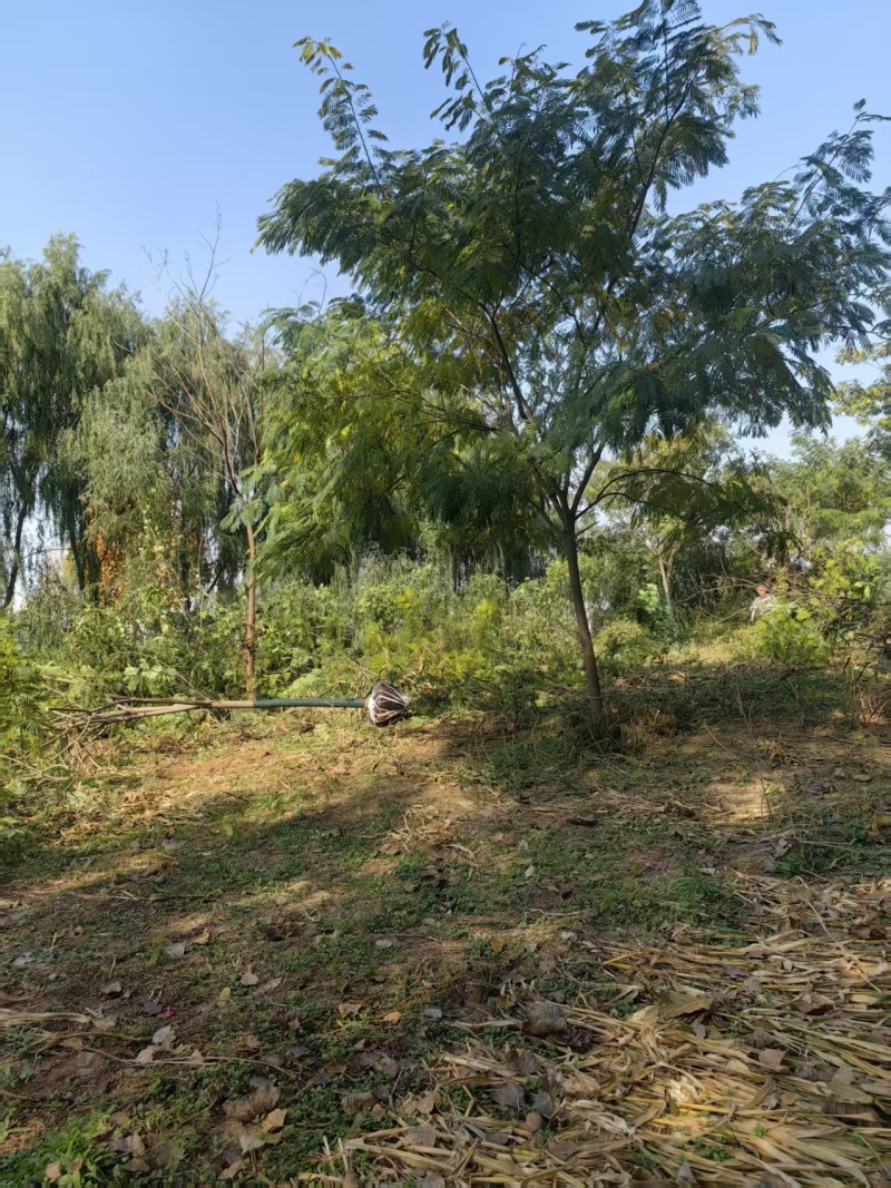 合欢树各种绿化苗木品类树均有欢迎来电洽谈诚信经营