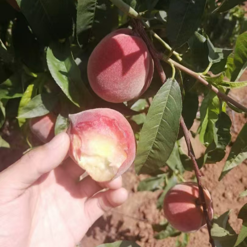 【推荐】湖北毛桃大量上市基地直发价格美丽欢迎来电洽谈