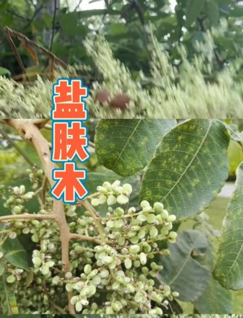 盐肤木种子