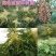 盐肤木种子