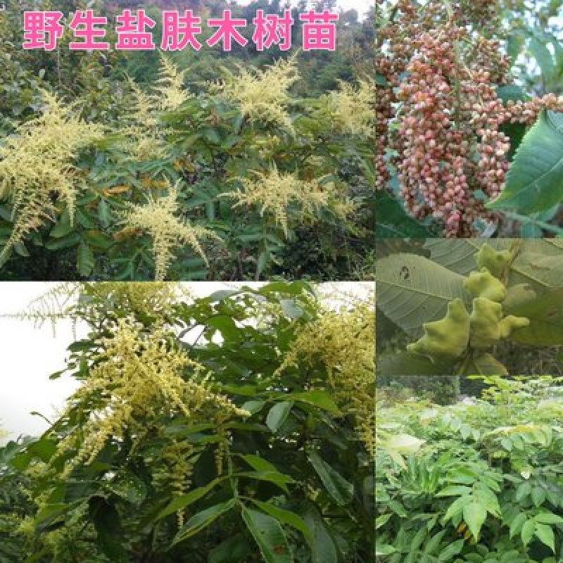 盐肤木种子
