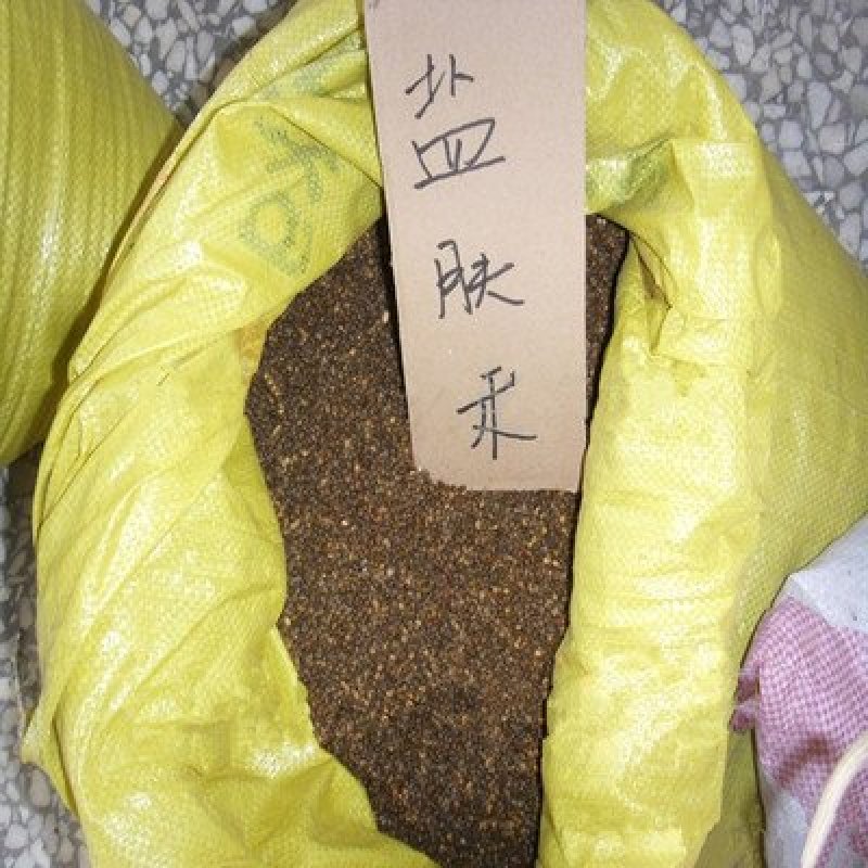 盐肤木种子