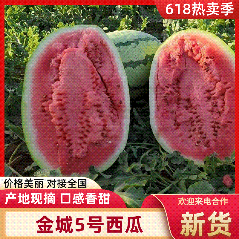 热卖推荐精品金城5号西瓜货源充足产地直发视频看货