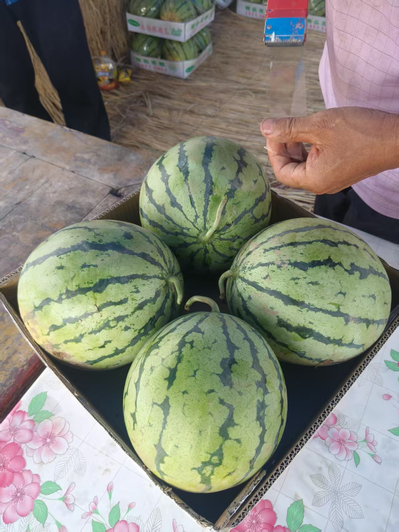 【精品美都西瓜】湖北基地直供质量保证货源充足全国发