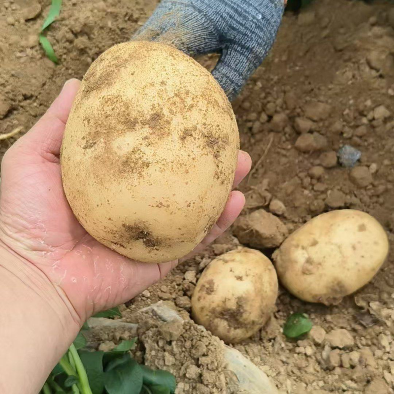 【精品】沃土5号土豆湖北土豆大量上市一手货源价格美丽