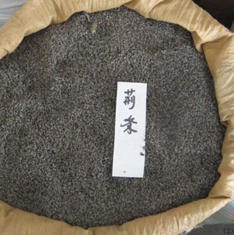 荆条种子