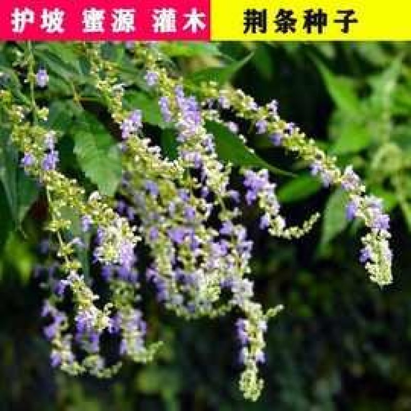 荆条种子