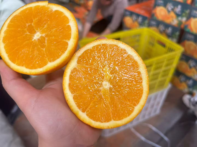 【精品】秭归脐橙伦晚脐橙产地直发量大价优欢迎洽谈
