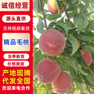 【推荐】湖北毛桃大量上市基地直发价格美丽欢迎来电洽谈