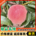 【推荐】湖北毛桃大量上市基地直发价格美丽欢迎来电洽谈