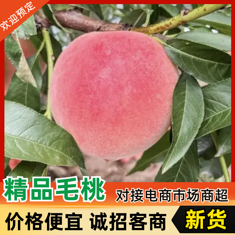 【推荐】湖北毛桃大量上市基地直发价格美丽欢迎来电洽谈