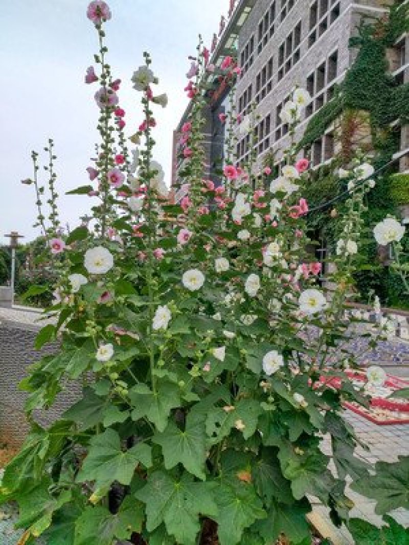 蜀葵种子