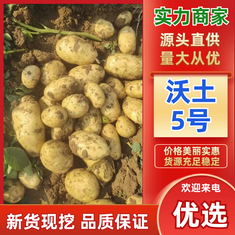 【精品】沃土5号土豆湖北土豆大量上市一手货源价格美丽