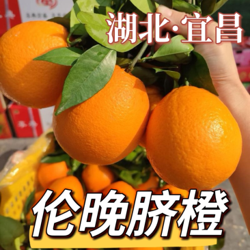 【推荐】秭归脐橙伦晚脐橙产地直发量大价优欢迎洽谈