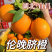 【精品】秭归脐橙伦晚脐橙产地直发量大价优欢迎洽谈