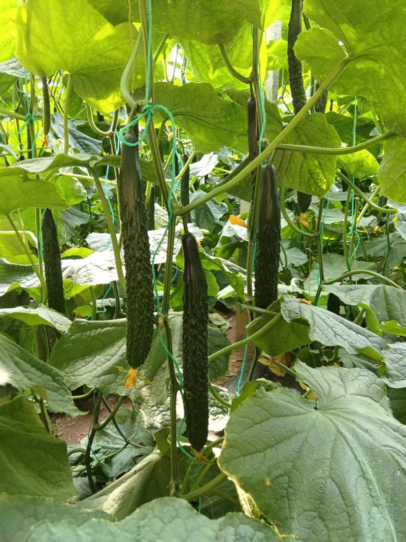 山东寿光嫁接黄瓜苗，强雌黄瓜苗品种齐全技术指导