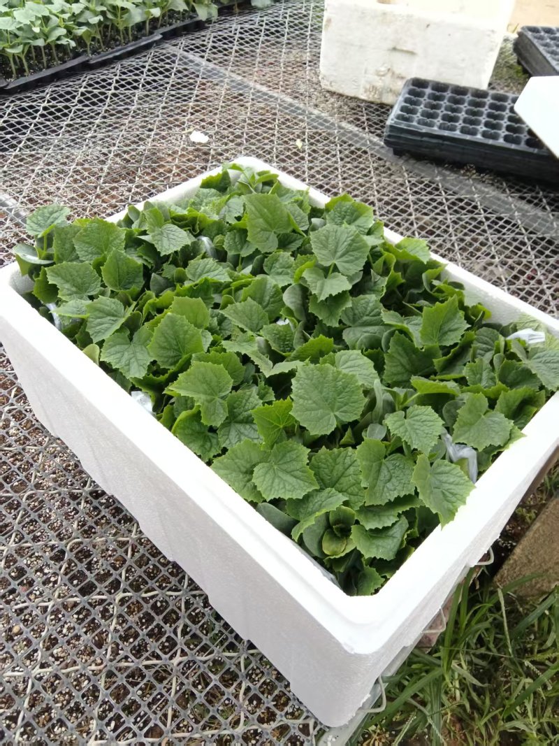 山东寿光嫁接黄瓜苗，强雌黄瓜苗品种齐全技术指导