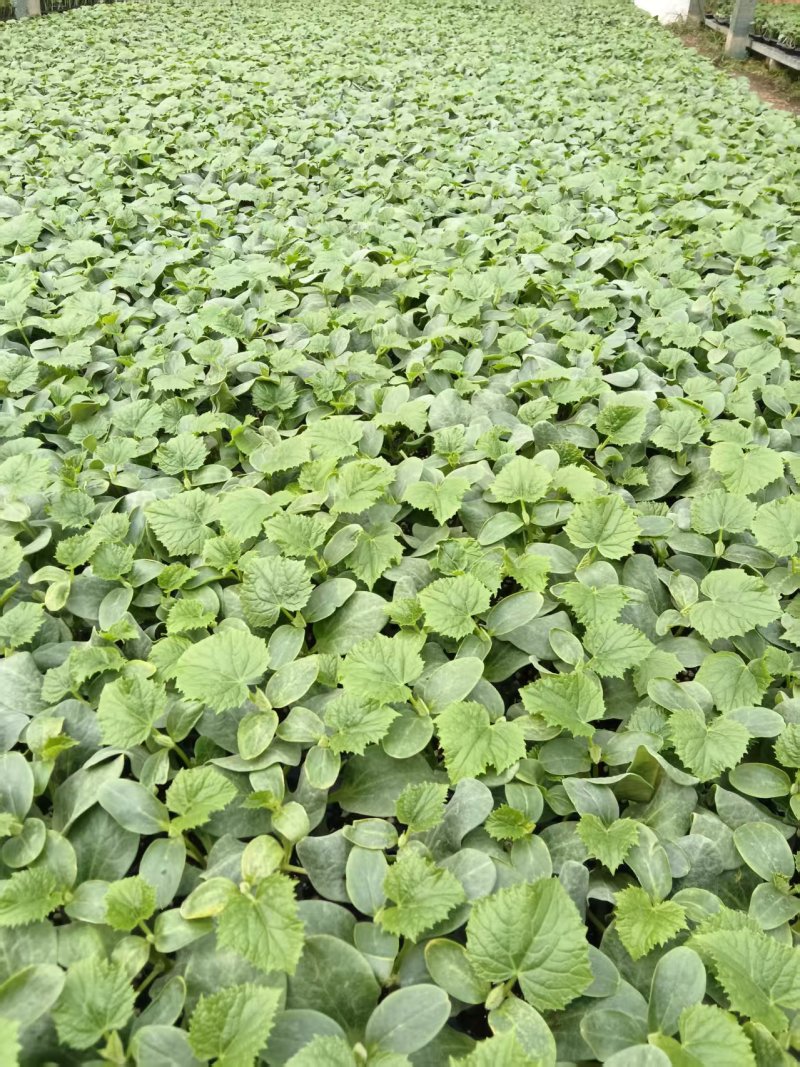 山东寿光嫁接黄瓜苗，强雌黄瓜苗品种齐全技术指导