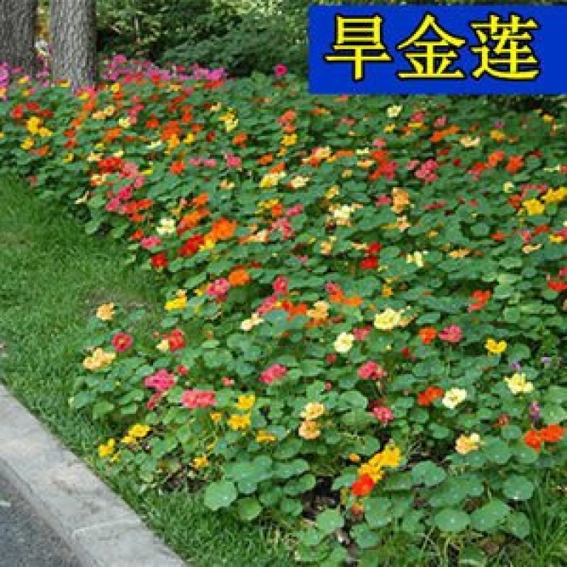 旱金莲种子