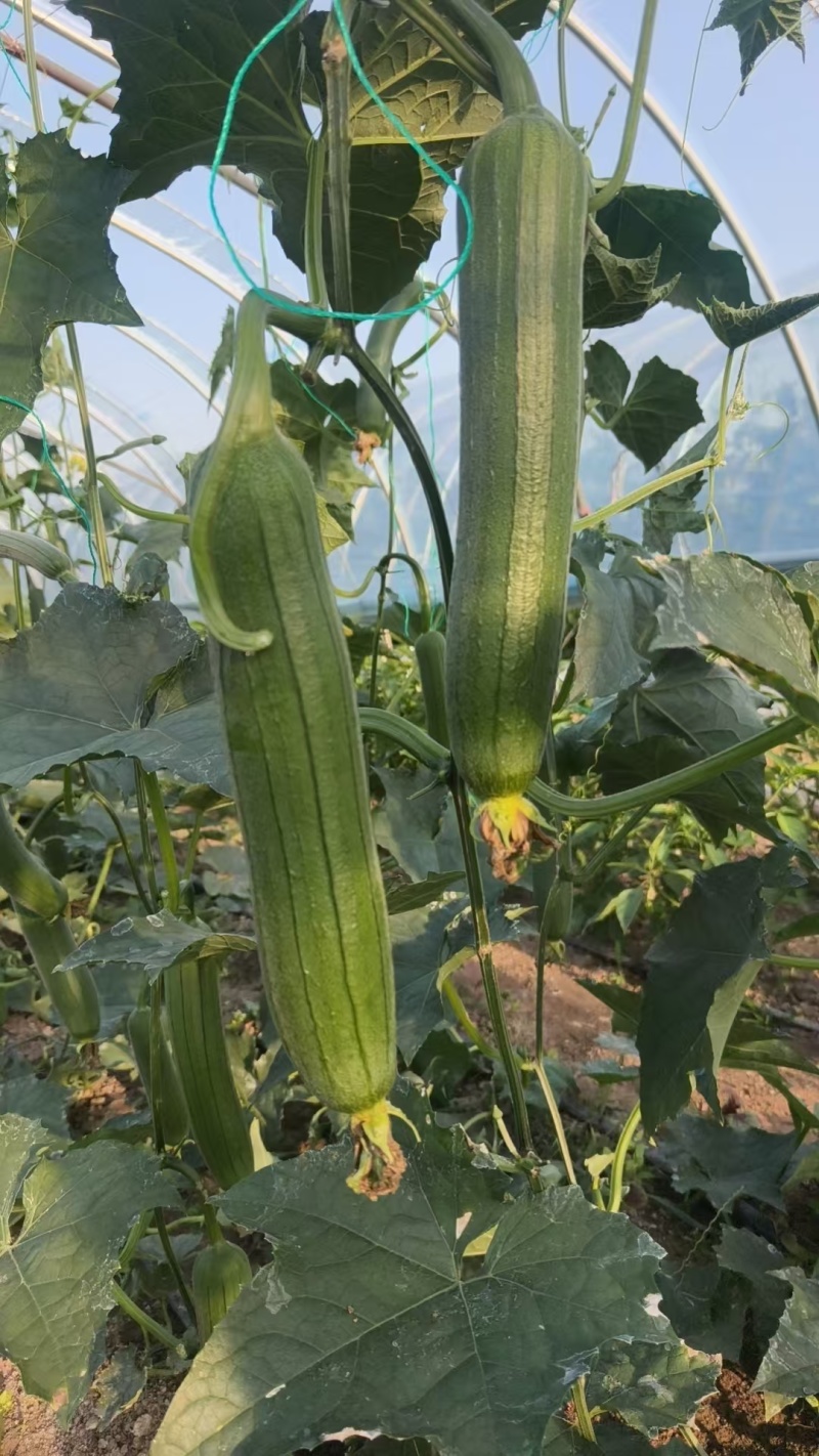 油皮丝瓜品质保障量大从优支持视频看货选货