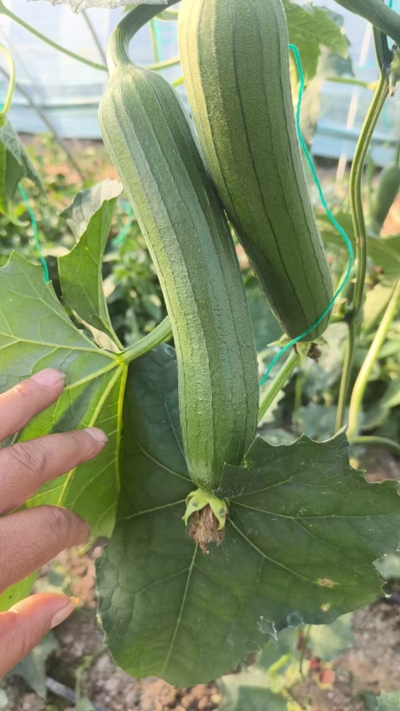 油皮丝瓜品质保障量大从优支持视频看货选货