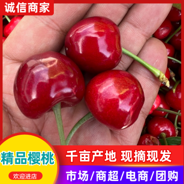山东泰安万亩大樱桃基地五一开始大量上市需要的客户可以联了