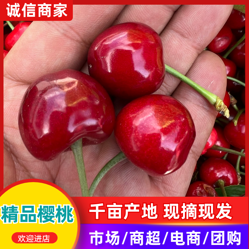 山东泰安万亩大樱桃基地五一开始大量上市需要的客户可以联了