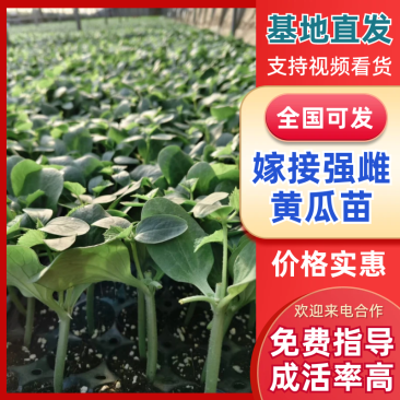 山东寿光嫁接黄瓜苗，强雌黄瓜苗品种齐全技术指导