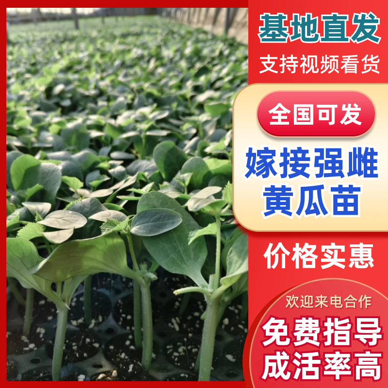 山东寿光嫁接黄瓜苗，强雌黄瓜苗品种齐全技术指导