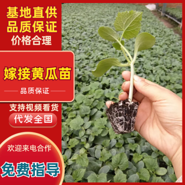 大刺黄瓜苗旱黄瓜苗嫁接黄瓜苗大棚露天均可种