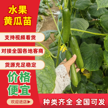 水果黄瓜苗无刺水果黄瓜苗基地直发嫁接黄瓜苗