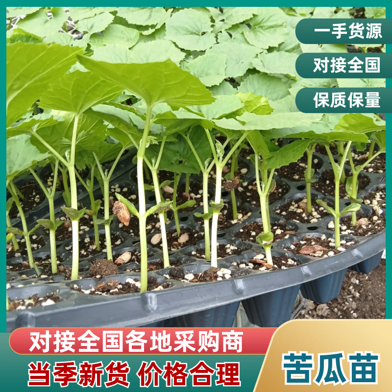 山东寿光市苦瓜苗基地直发量大从优大棚露天都可种