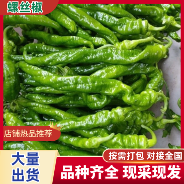 【精品】山西应县龙椒螺丝椒基地直发品质保证价格特惠