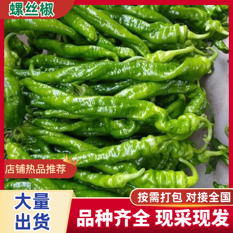 【精品】山西应县龙椒螺丝椒基地直发品质保证价格特惠