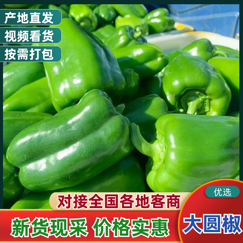 【精品】山西精品大圆椒鲜采现发货源充足对接全国走货